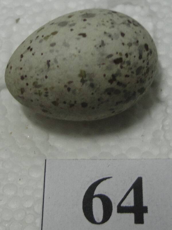 Яйцо №64 из коллекции яиц птиц, гнездящихся в щигровском крае.