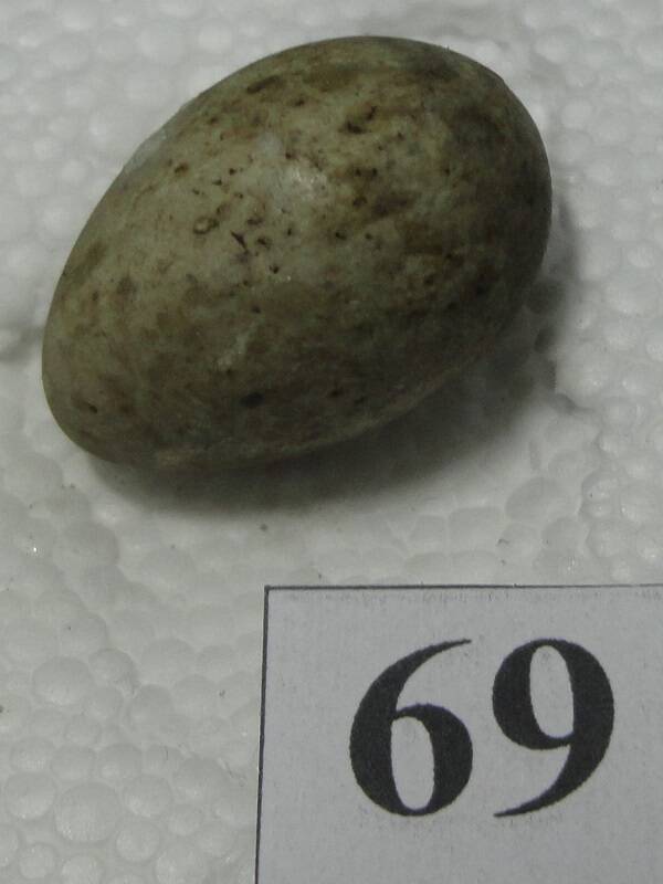 Яйцо №69 из коллекции яиц птиц, гнездящихся в щигровском крае.