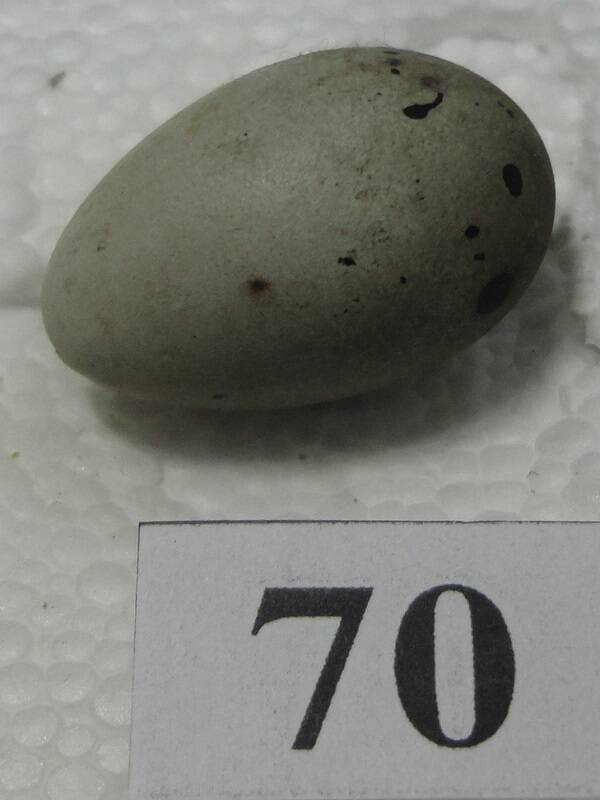 Яйцо №70 из коллекции яиц птиц, гнездящихся в щигровском крае.