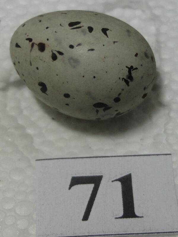 Яйцо №71 из коллекции яиц птиц, гнездящихся в щигровском крае.