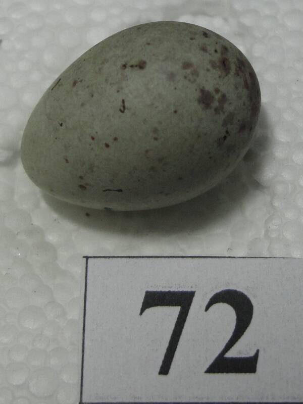 Яйцо №72 из коллекции яиц птиц, гнездящихся в щигровском крае.