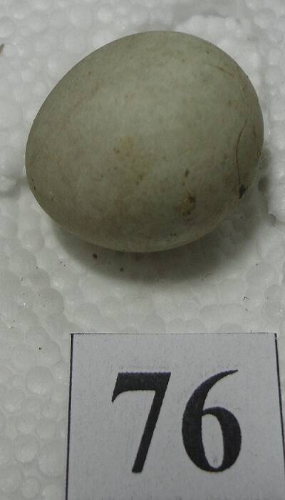 Яйцо №76 из коллекции яиц птиц, гнездящихся в щигровском крае.