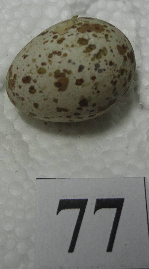 Яйцо №77 из коллекции яиц птиц, гнездящихся в щигровском крае.