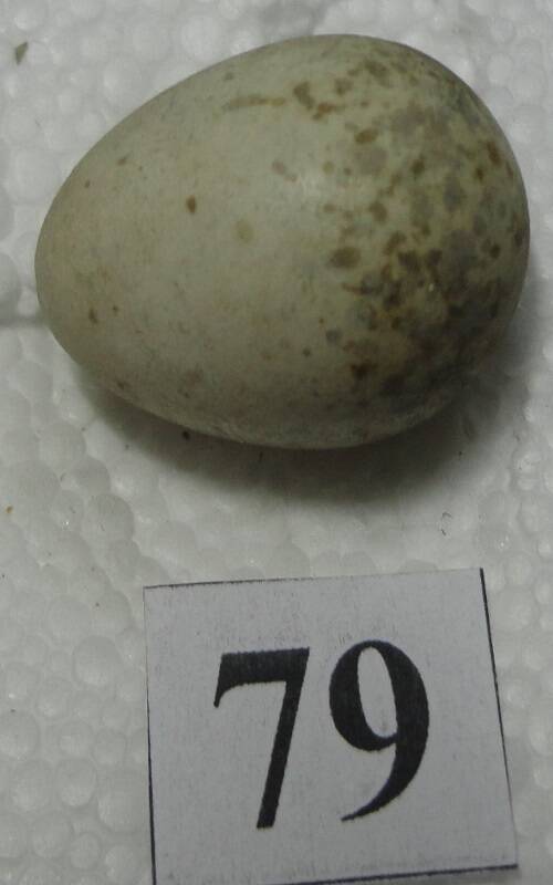 Яйцо №79 из коллекции яиц птиц, гнездящихся в щигровском крае.