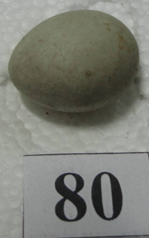 Яйцо №80 из коллекции яиц птиц, гнездящихся в щигровском крае.
