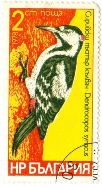 Марка почтовая «Dendrocopos sunacus»