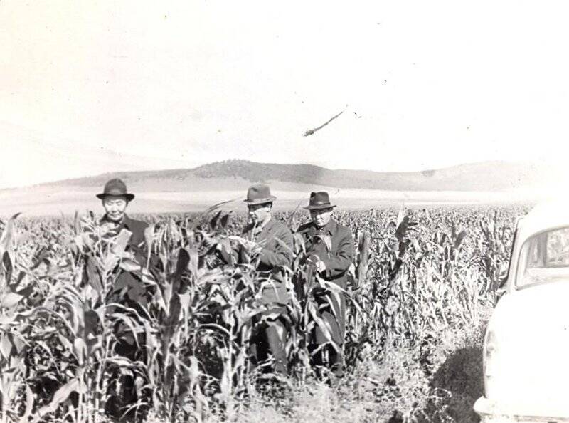 Фотография. Урожай кукурузы в совхозе Удинский, 1966 г.