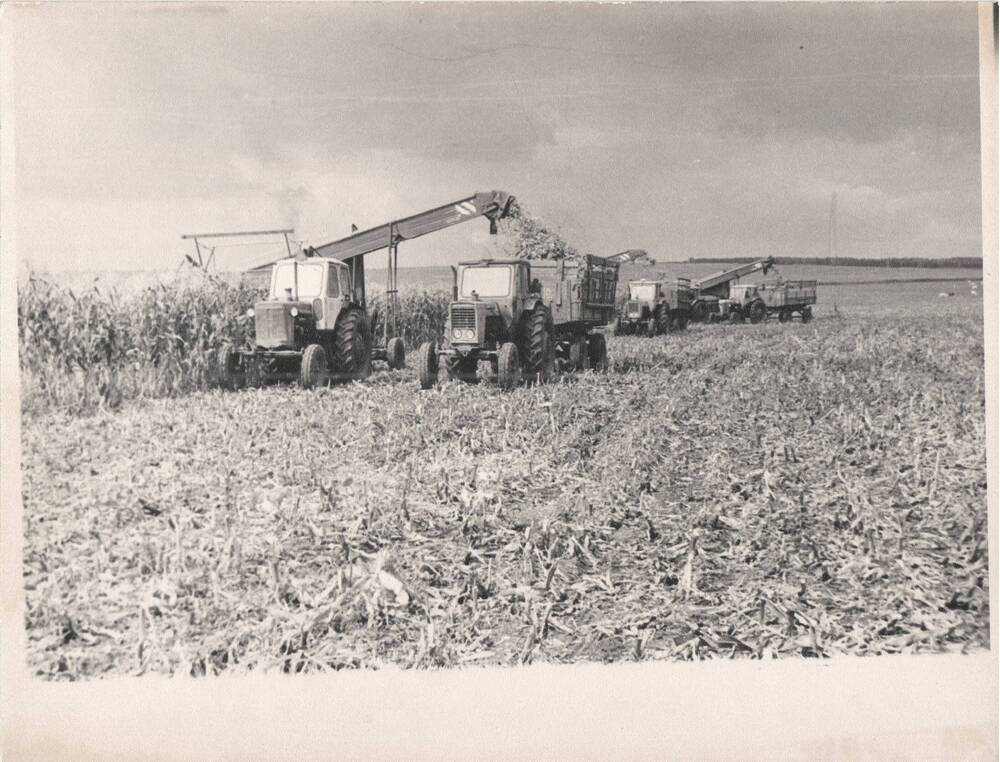 Фото. На полях. 3-го отделения с-за Себряковский, 1976 г.