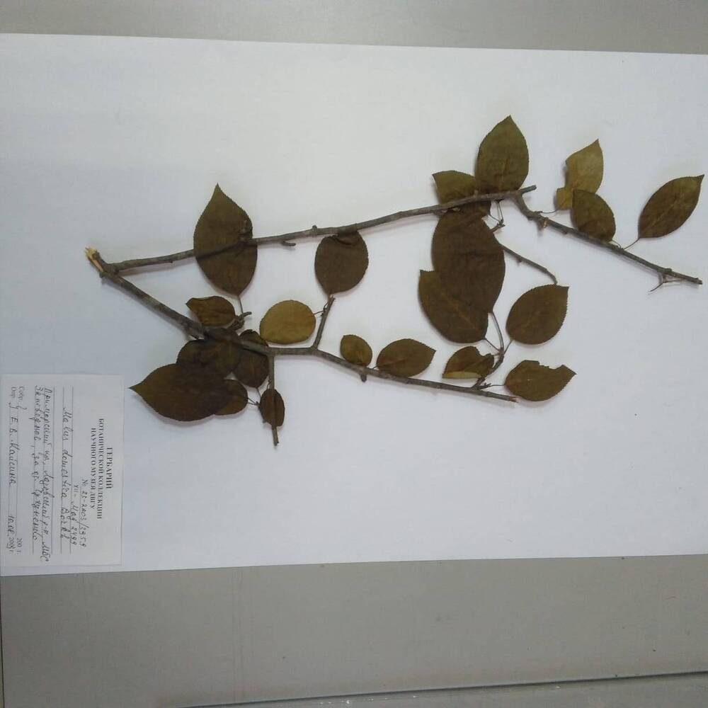 гербарий Яблоня домашняя (Malus domestica)