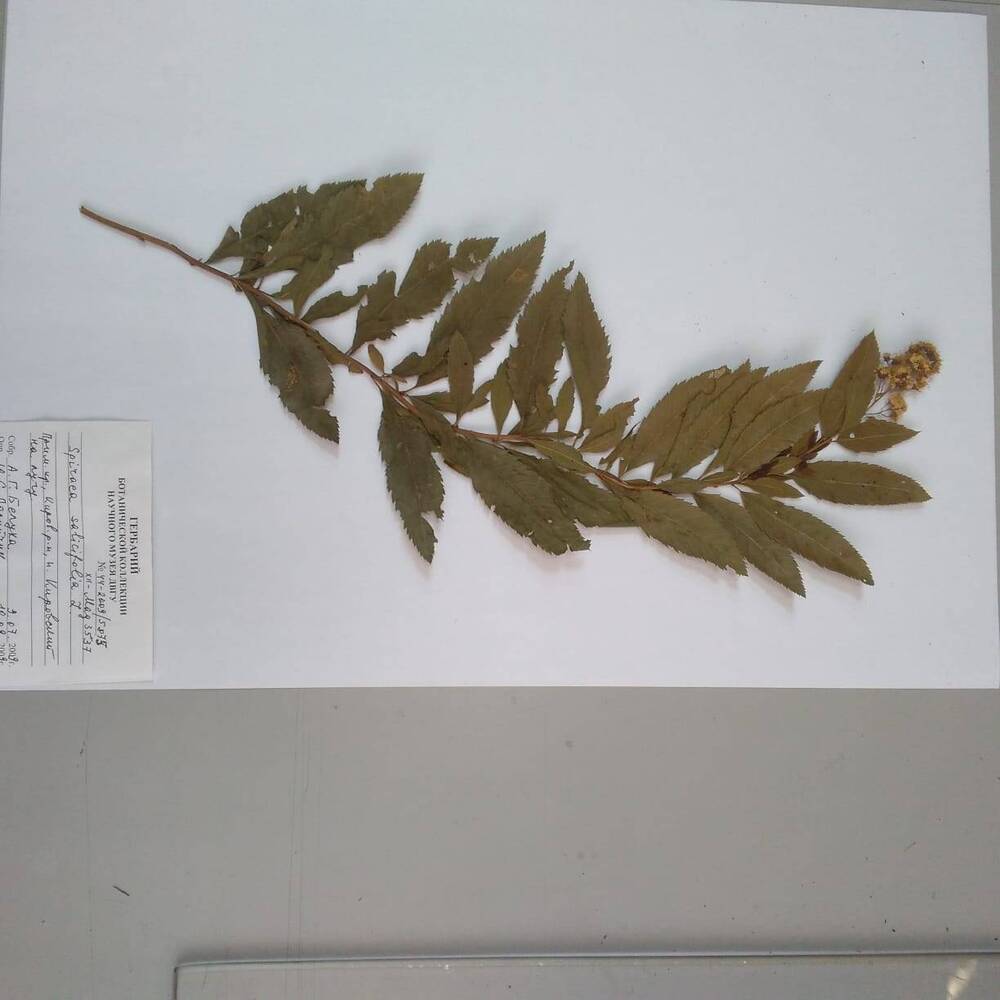 гербарий Таволга иволистная (Spiraea salicifolia)