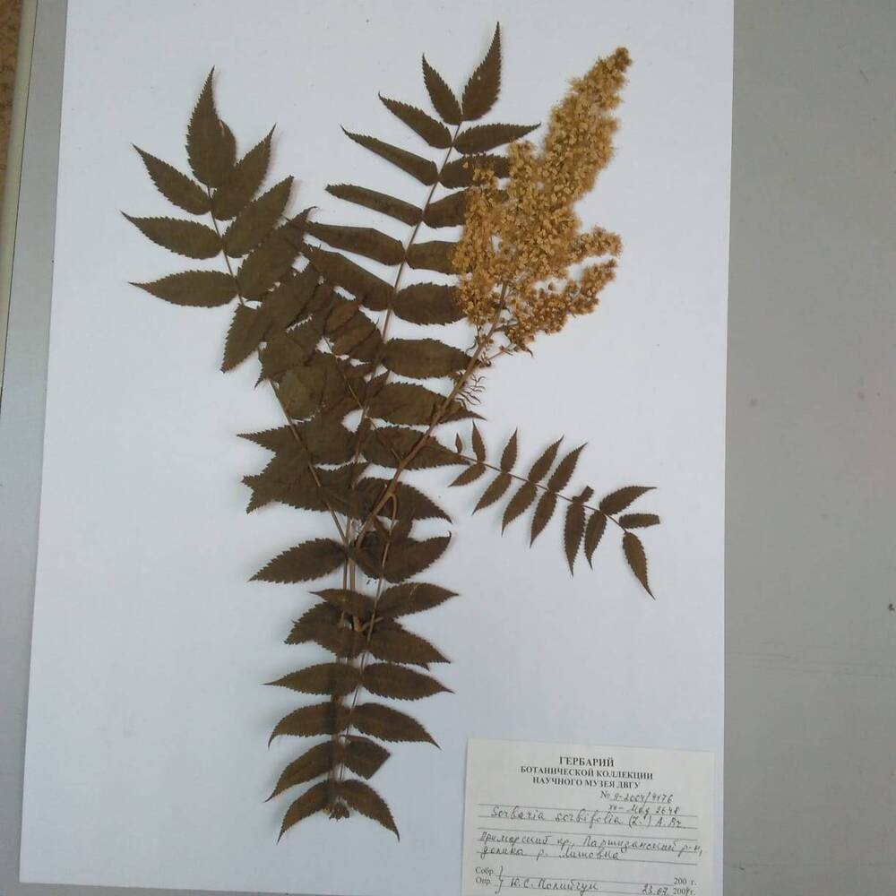 гербарий Рябинник рябинолистный (Sorbaria sorbifilia)