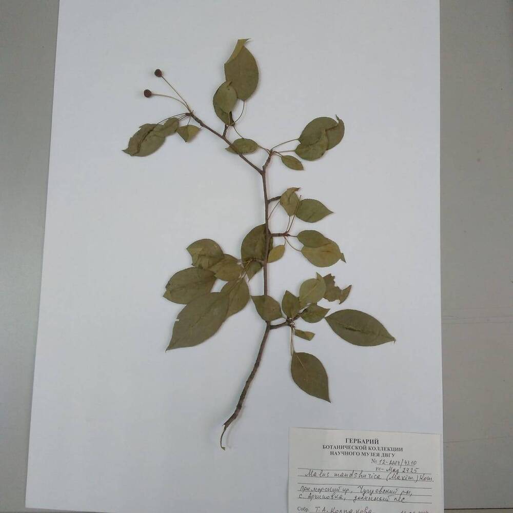 гербарий Яблоня маньчжурская (Malus mandshurica)
