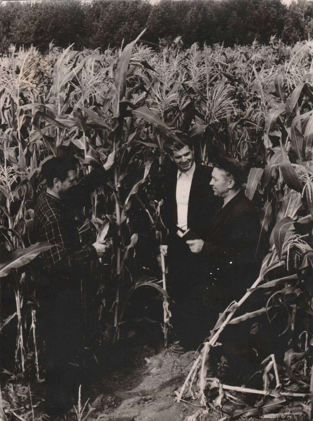 Фото Аулов Е.П. , Кечасов И.Д. и ещё один мужчина стоят в кукурузе