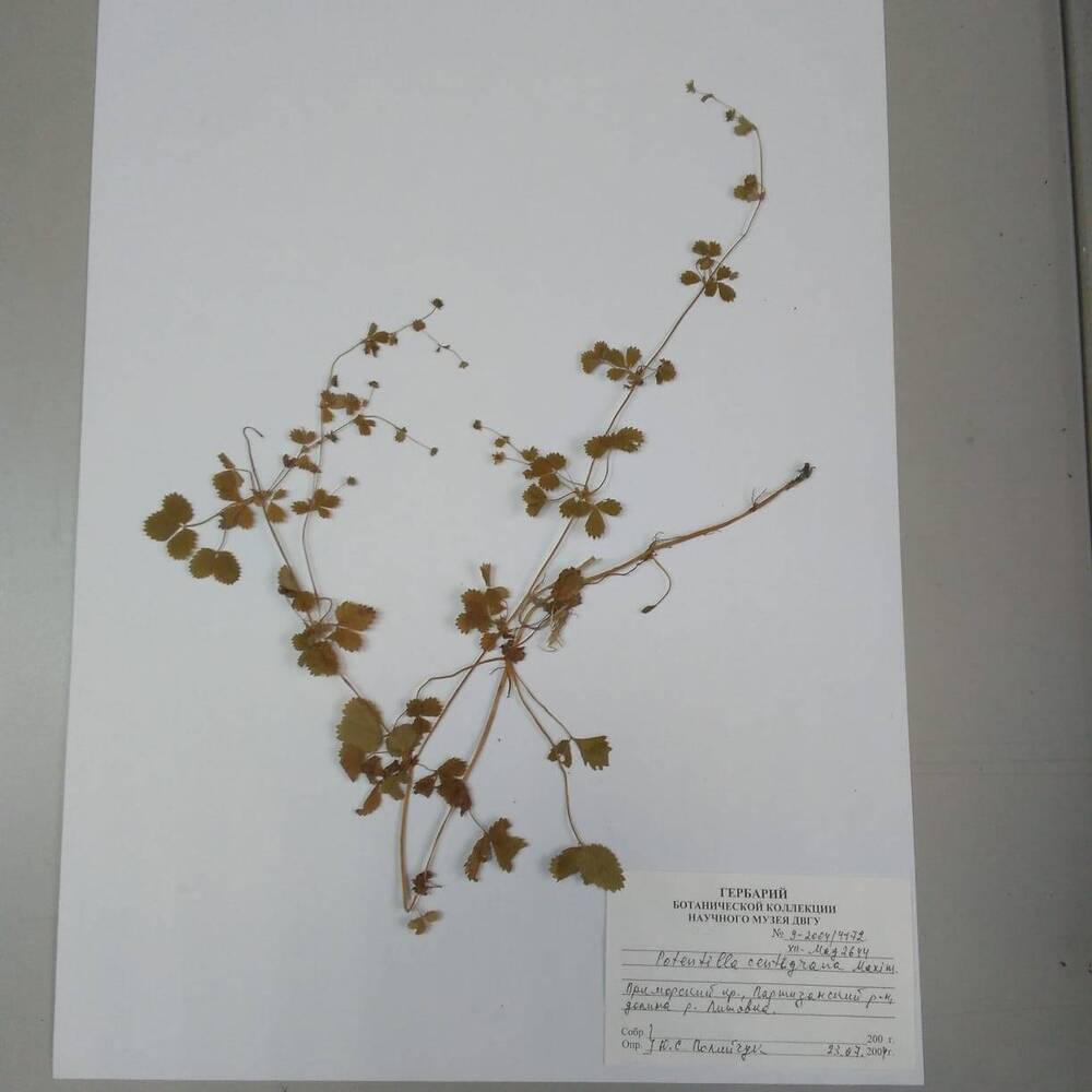 гербарий Лапчатка стоплодная (Potentilla centigrana)