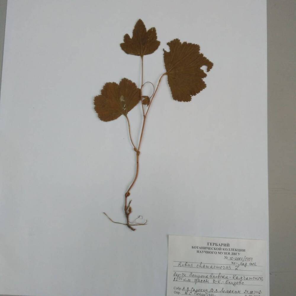 гербарий Морошка (Rubus chamaemorus)