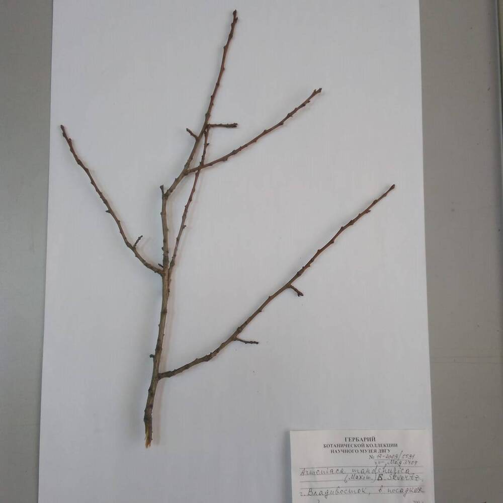 гербарий Абрикос маньчжурский (Armeniaca mandshurica)