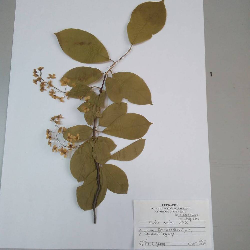 гербарий Черёмуха обыкновенная (Padus avium)