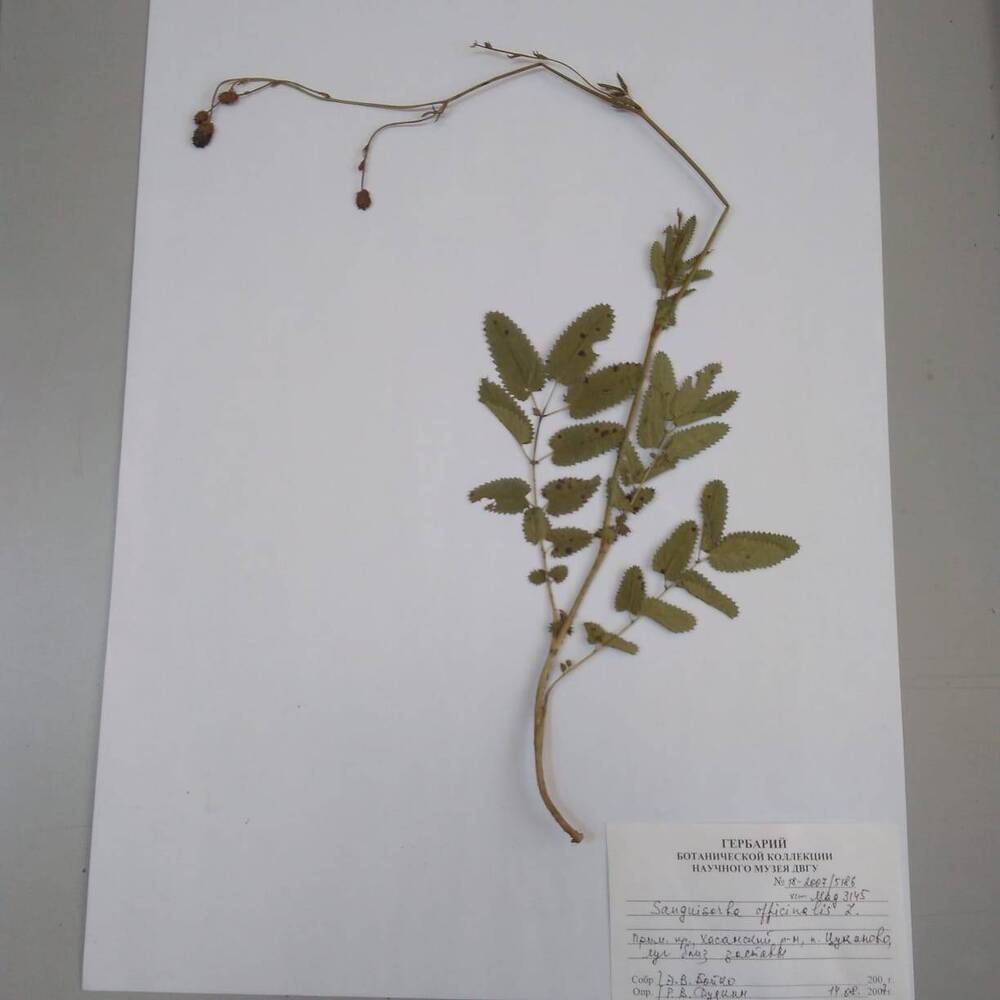 гербарий Кровохлёбка лекарственная (Sanguisorba officinalis)
