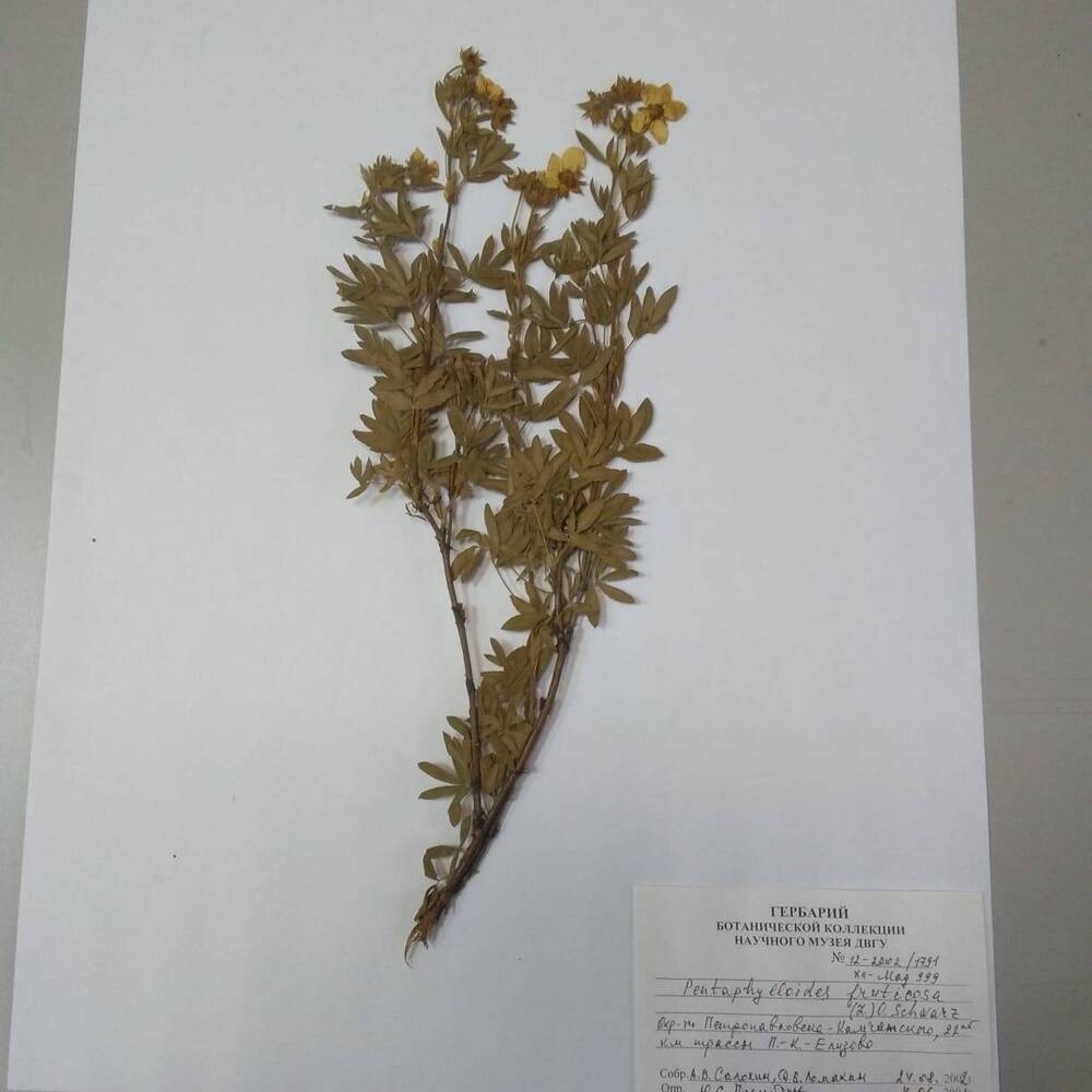 гербарий Пятилистник кустарниковый (Pentaphylloides fruticosa)