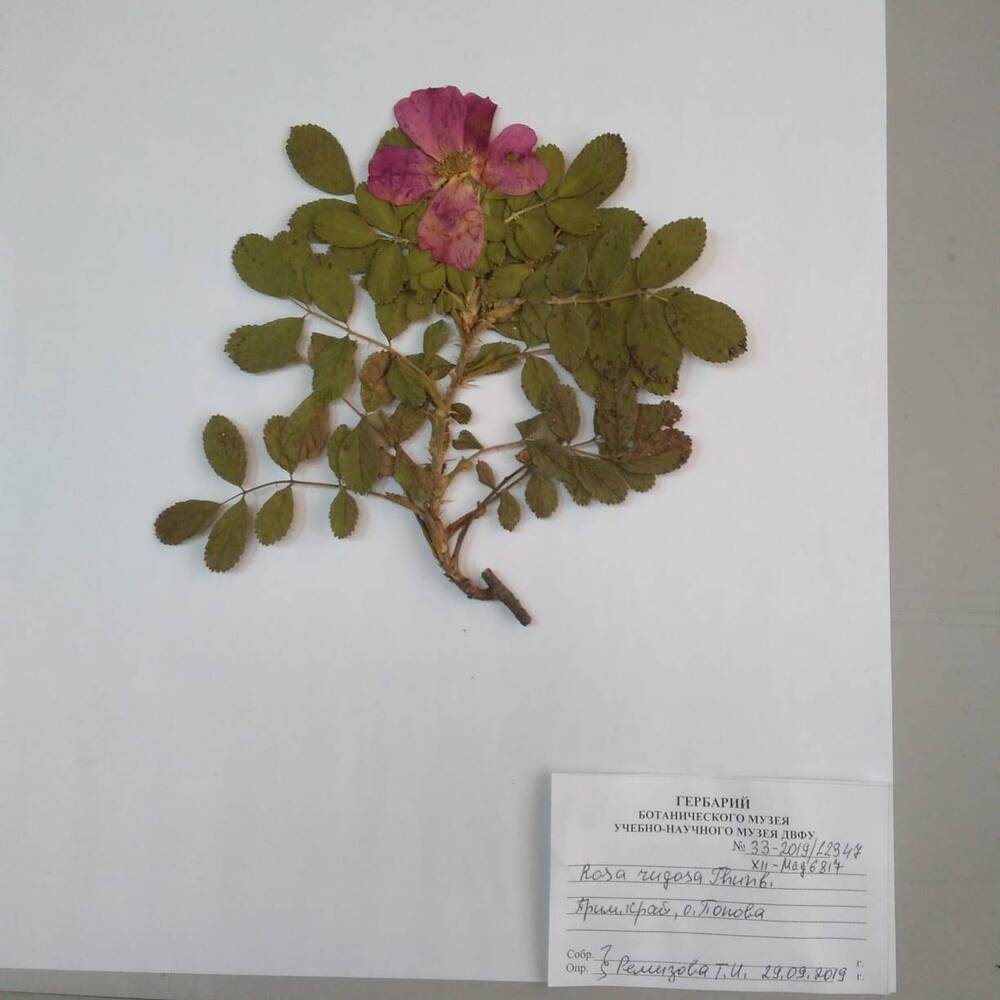 гербарий Роза морщинистая (Rosa rugosa)