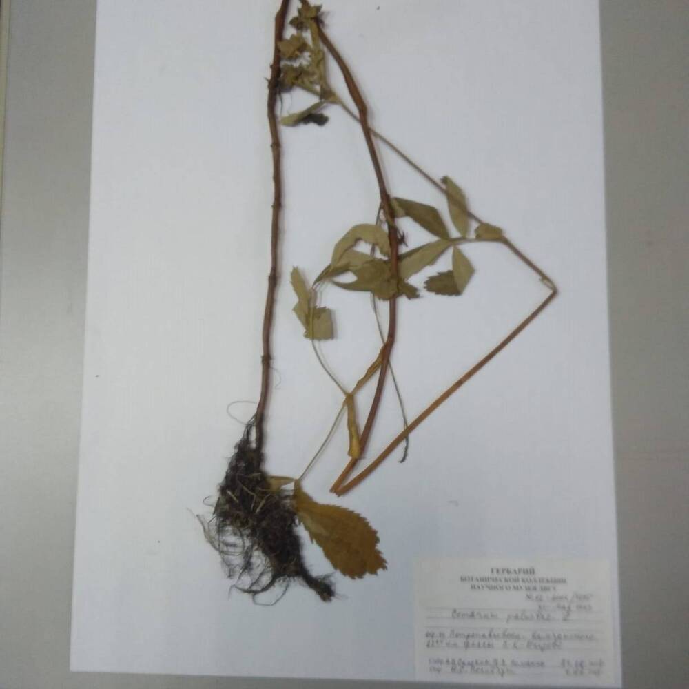 гербарий Сабельник болотный (Comarum palustre)
