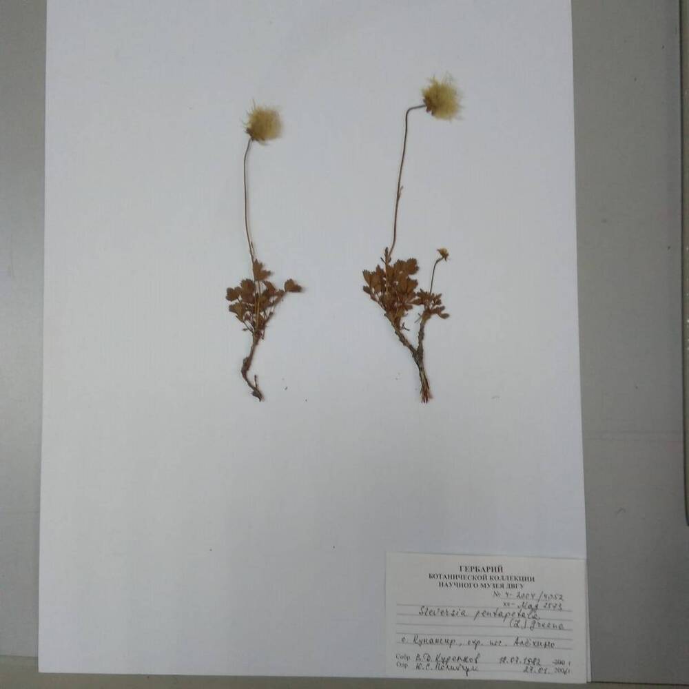 гербарий Сиверсия пятилепестная (Sieversia pentapetala)