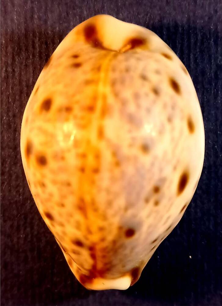 Брюхоногий моллюск (Cypraea lynx)