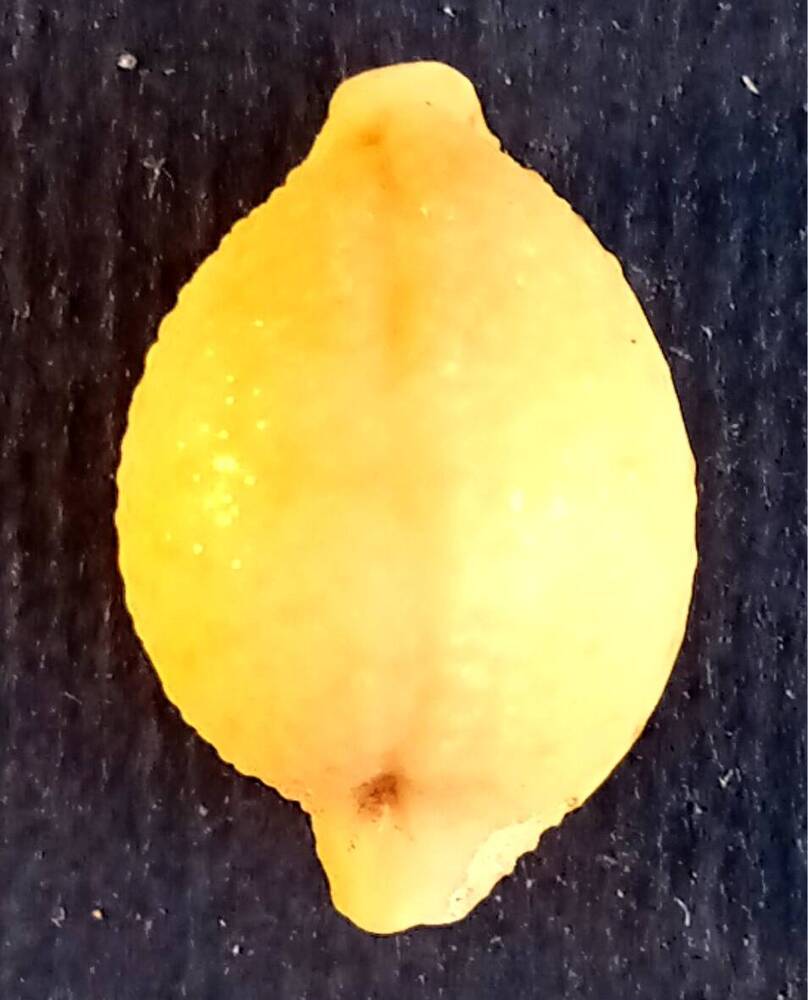 Брюхоногий моллюск (Cypraea cicercula)