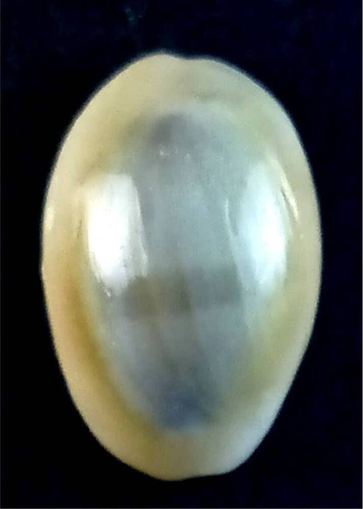Брюхоногий моллюск (Cypraea annulus)