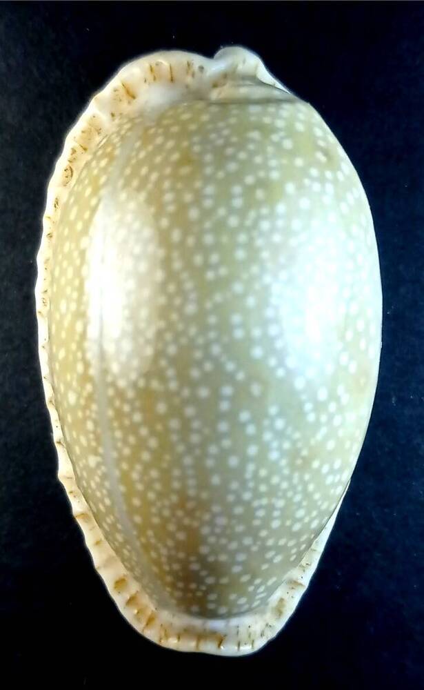 Брюхоногий моллюск (Cypraea erosa) Ципрея эроза, ципрея разъеденная