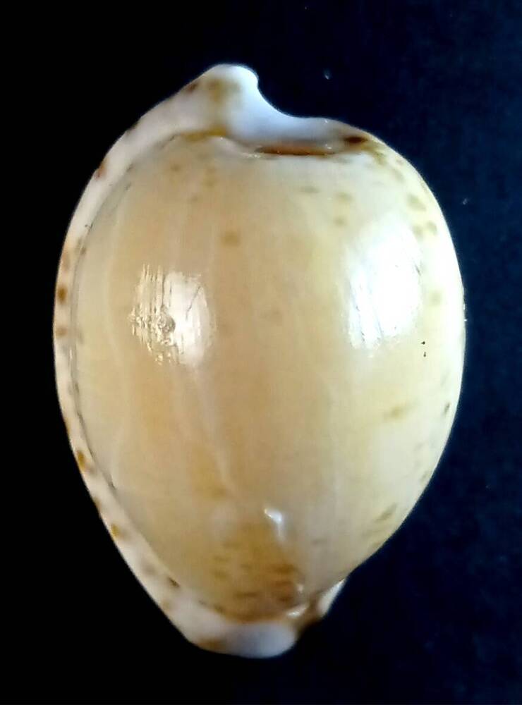 Брюхоногий моллюск (Cypraea algoensis)