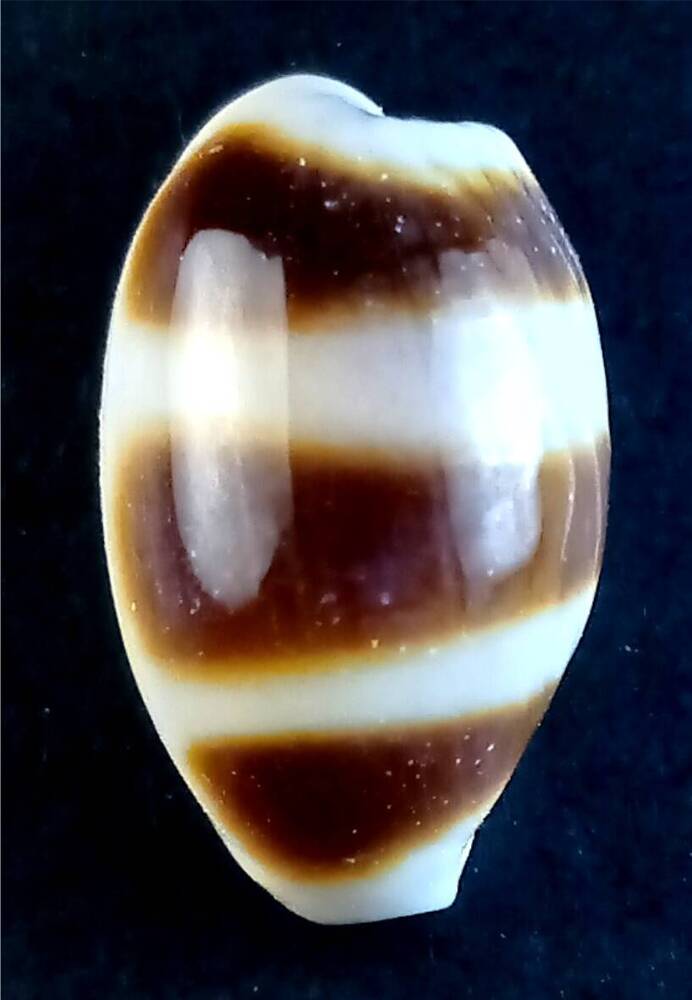 Брюхоногий моллюск (Cypraea asellus)