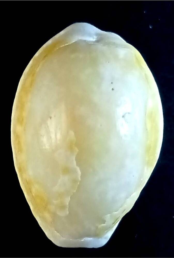 Брюхоногий моллюск (Cypraea cernica)