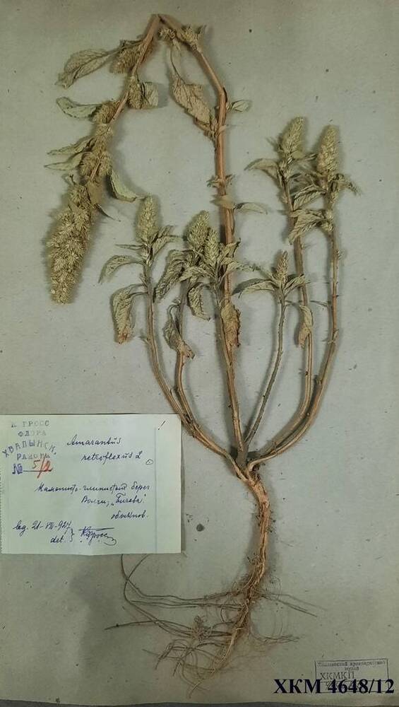 Образец гербарный. Amarantus netroflexus L.