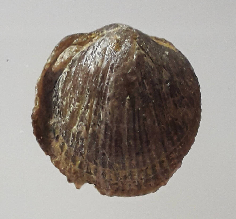 Окаменелость.  Биогруппа. Плеченогие. Licophoria nucella (Dalman, 1828) Тип Плеченогие – Brachiopoda, Класс Замковые – Articulata.