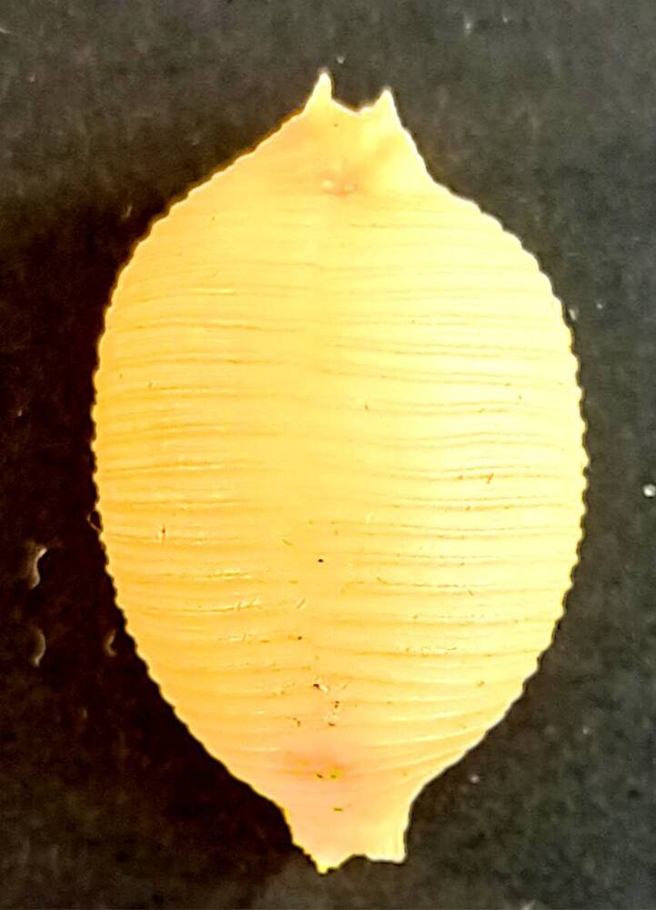 Брюхоногий моллюск (Cypraea childreni)