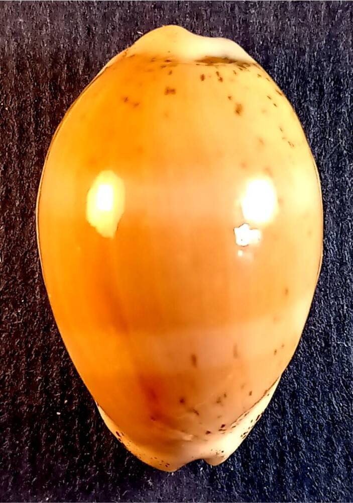 Брюхоногий моллюск (Cypraea cinerea)