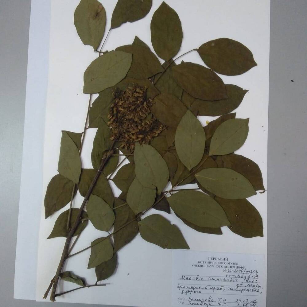 гербарий Маакия амурская (Maackia amurensis)
