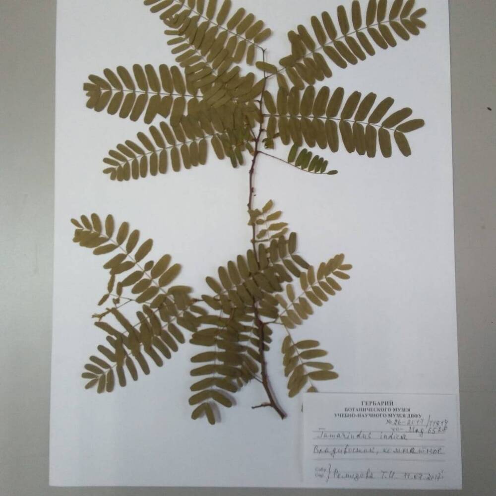гербарий Тамаринд индийский (Tamarindus indica)