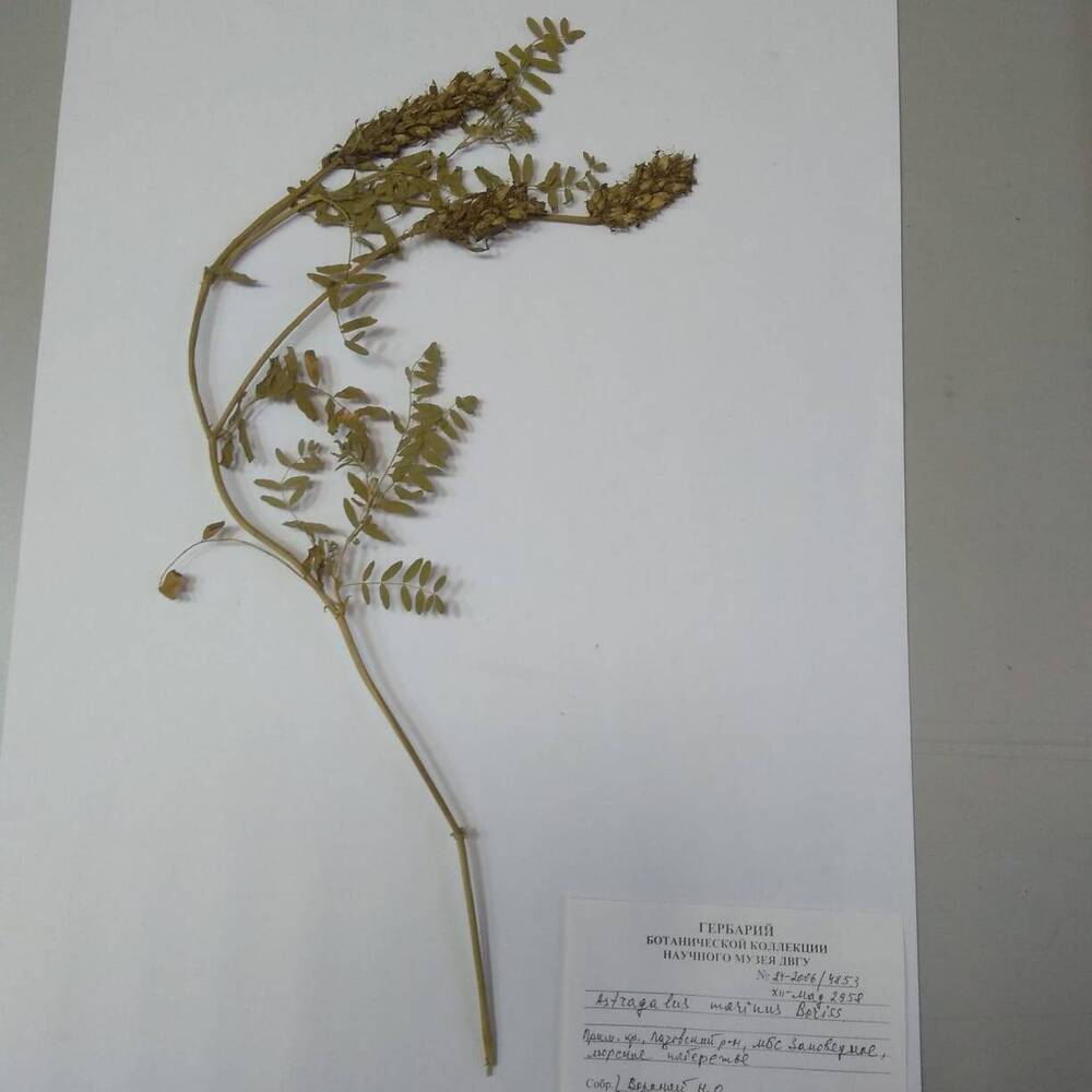 гербарий Астрагал приморский (Astragalus marinus)