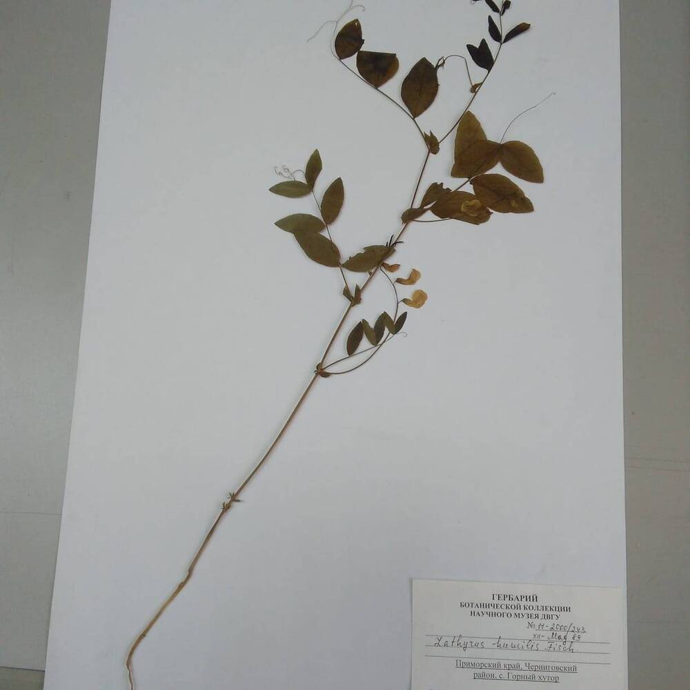гербарий Чина приземистая (Lathyrus humilis)
