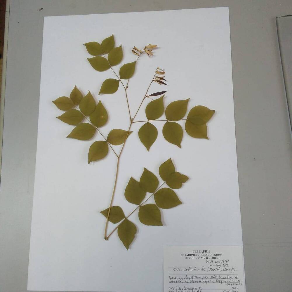 гербарий Вика кругловатая (Vicia subrotunda)