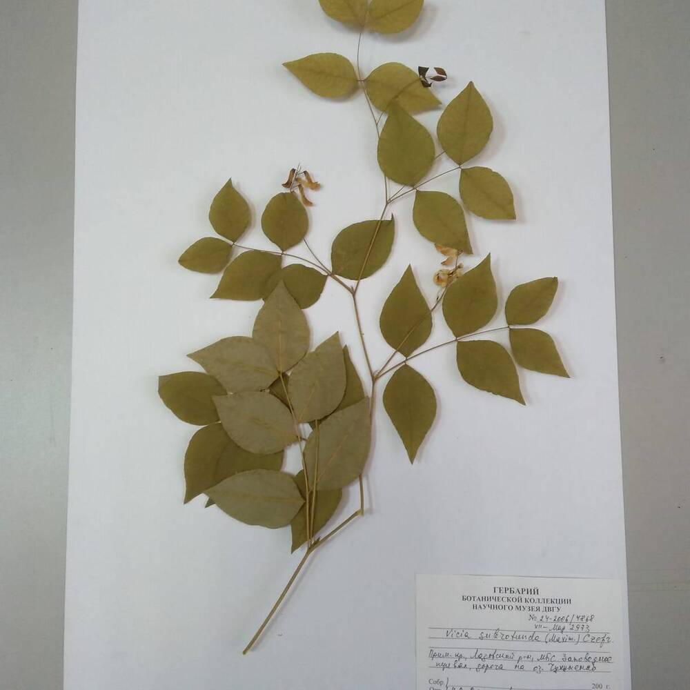 гербарий Вика кругловатая (Vicia subrotunda)