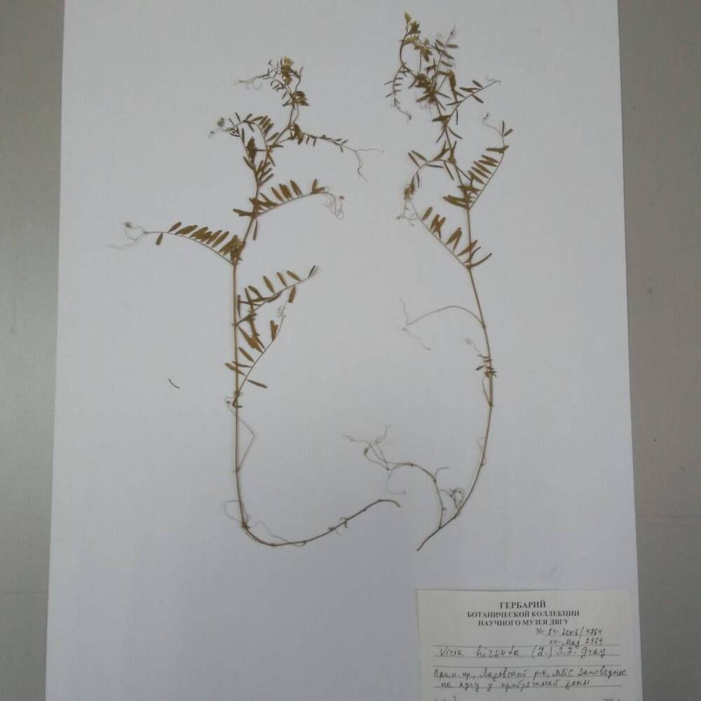 гербарий Вика волосистая (Vicia hirsuta)