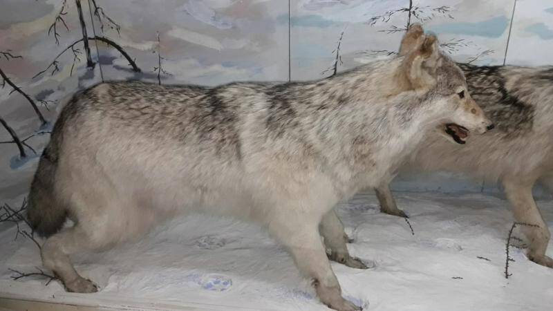 Волчиха полярная-Canis lupus Z ( Бөрө як.)