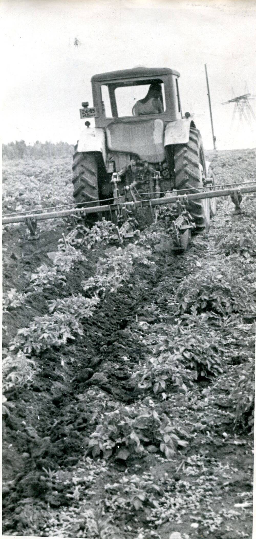 Фотография черно-белая. Обработка междурядий на картофельном поле. Тулунский район.