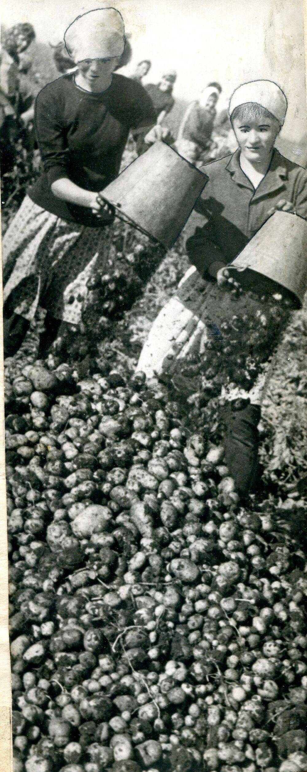 Фотография черно-белая. Уборка картофеля на колхозном поле. Тулунский район.