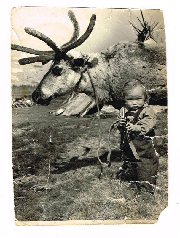 Фотография. Гындыбин Валерий с оленем. Уральские горы 1950 – е годы.