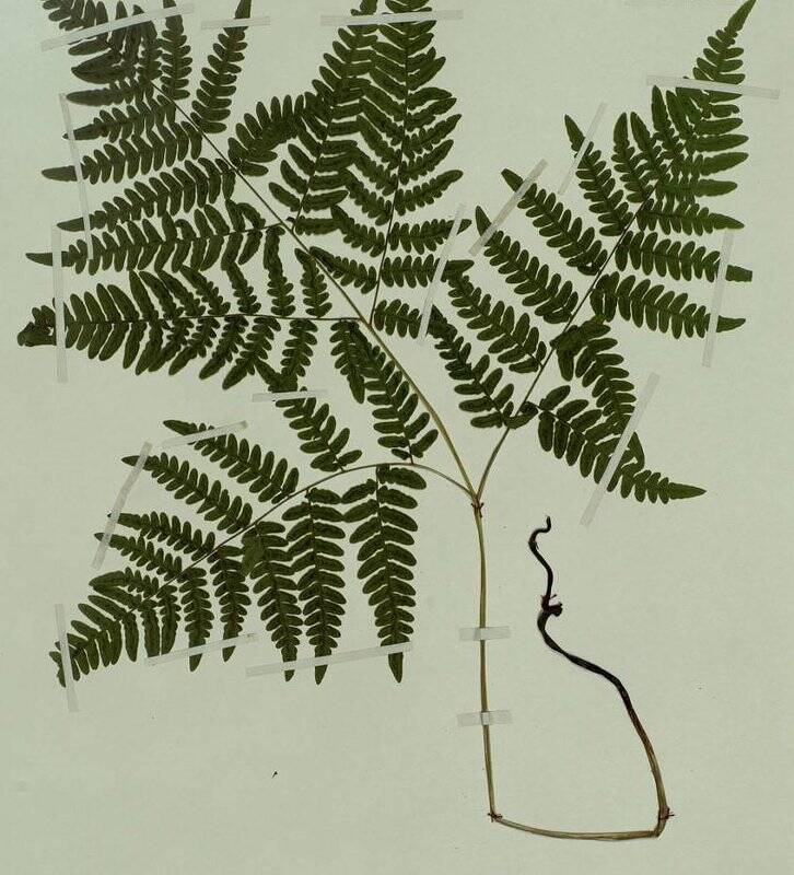 Гербарий. Щитовник амурский. Dryopteris amurensis (Milde) H. Christ.