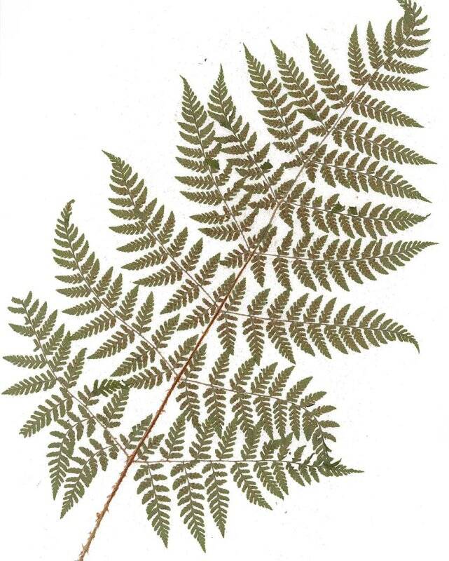 Гербарий. Щитовник сихотинский. Dryopteris sichotensis Kom.